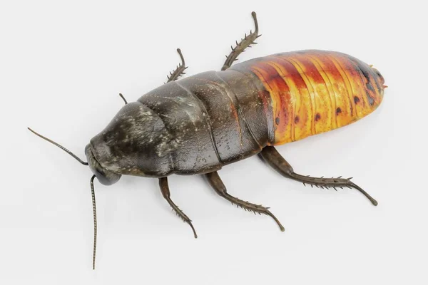 Realista Renderizado Cucaracha Silbante — Foto de Stock