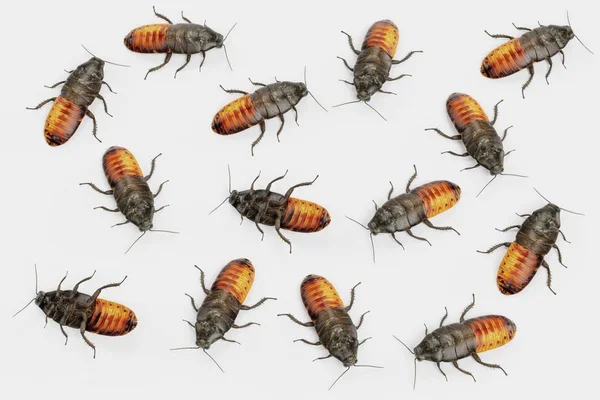 ゴキブリをしっと叱るの現実的な のレンダリング — ストック写真