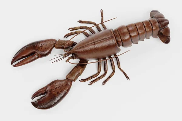 Realistic Render Lobster — Stock Photo, Image