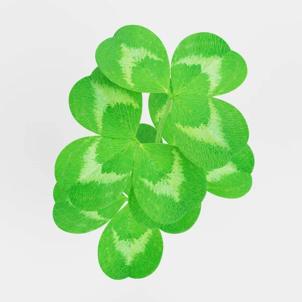 Realistic Render Clover Plant — Stock Photo, Image