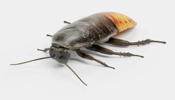 Realistik Render Hissing Cockroach — Stok Foto