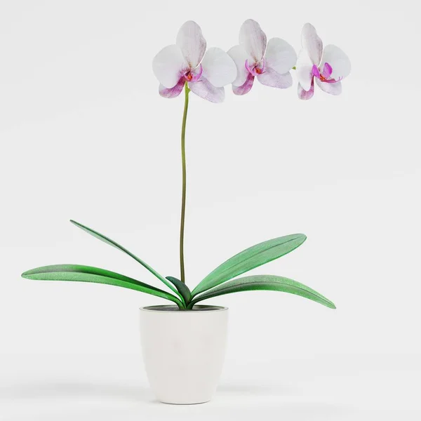 Realistic Render Orchid Flower — Stock Photo, Image