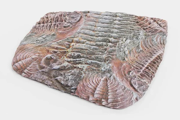 三葉虫の化石の現実的な のレンダリング — ストック写真