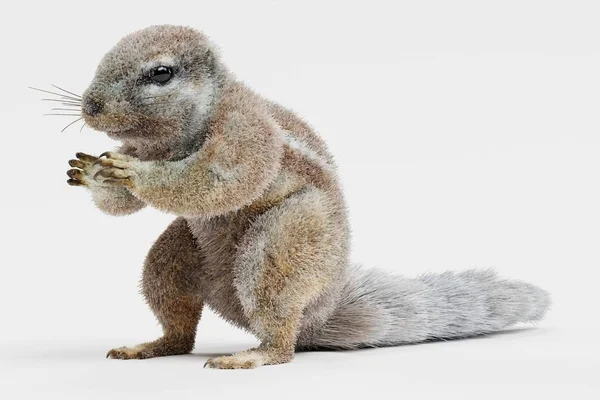 Realistic Render Cape Squirrrel — Stock Photo, Image