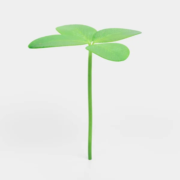 Renderização Realista Planta Trevo — Fotografia de Stock