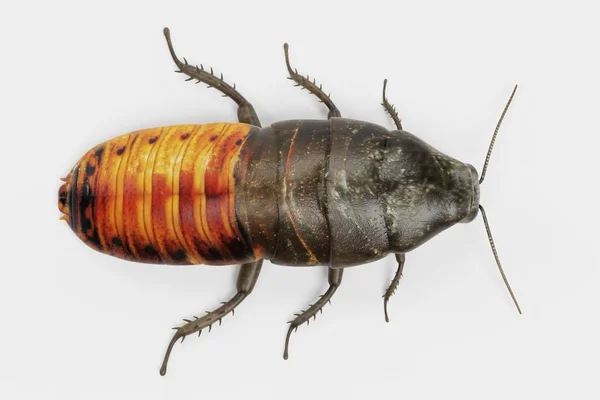Realista Renderizado Cucaracha Silbante — Foto de Stock