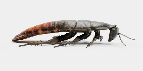 逼真的3D 呈现的海辛蟑螂 — 图库照片