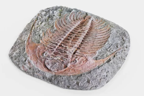 Realistic Render Trilobite Fossil — Stock Photo, Image