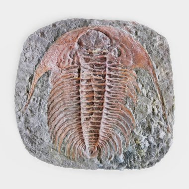 Trilobite fosil gerçekçi 3d Render