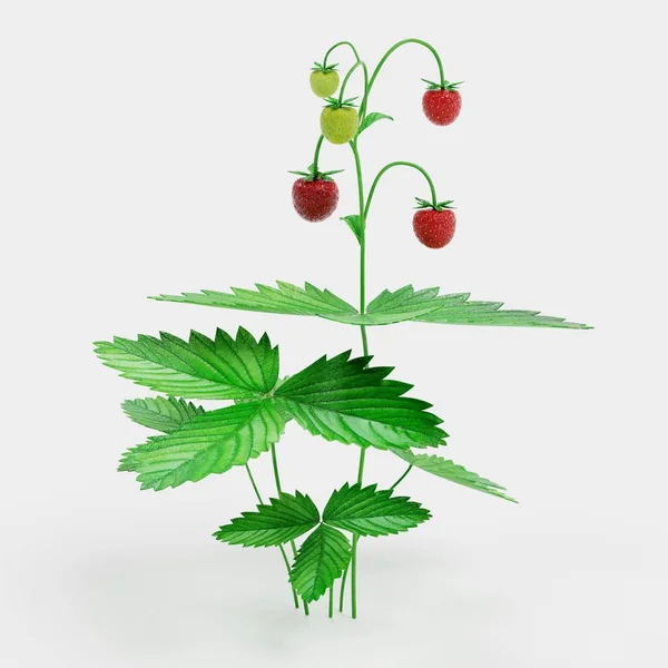 イチゴの植物の現実的な のレンダリング — ストック写真