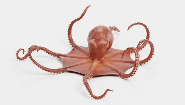 Realista Render Giant Pacific Octopus — Fotografia de Stock