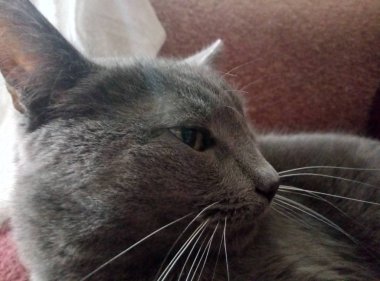 Yeşil gözlü pensive gri kedi.