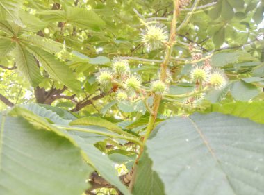 Yeşil yapraklı küçük kestane