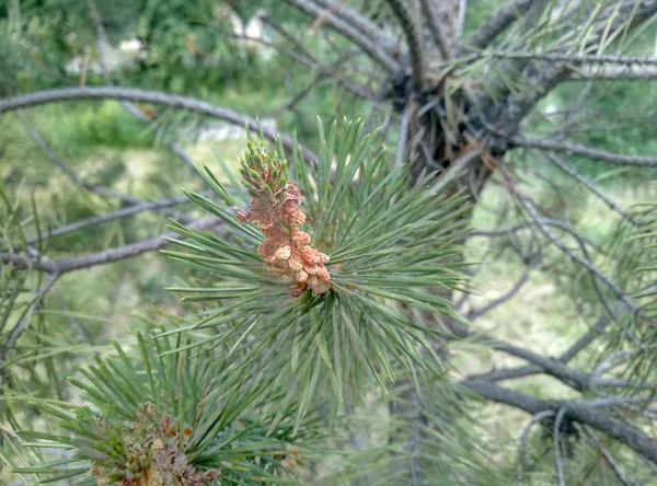 Zapfen Wachsen Auf Einem Grünen Weihnachtsbaum — Stockfoto