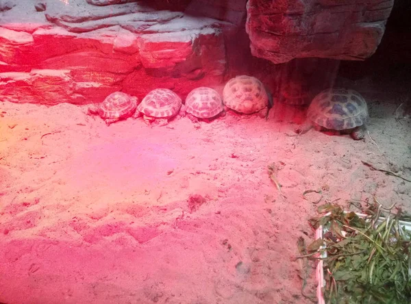 Черепаха Красным Светом — стоковое фото