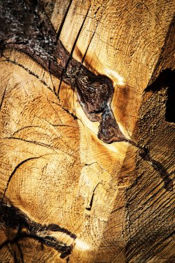 arka plan veya doku soyut detay üzerinde çürük bir güdük