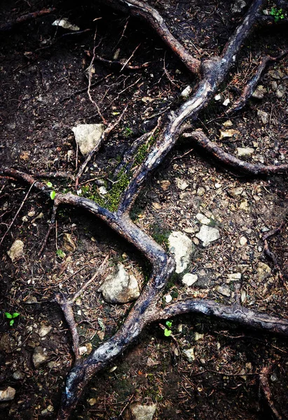 Abstrakt Natur Bakgrund Detalj Trädrötter — Stockfoto