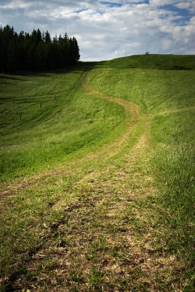 Naturaleza Fondo Estacional Camino Través Pradera Verde — Foto de Stock