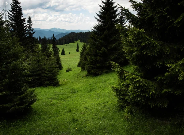 Natura Sfondo Stagionale Prato Verde Montagna Con Alberi — Foto Stock