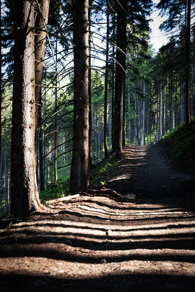 Nature Background Long Shadows Forest Path — Stock Photo, Image