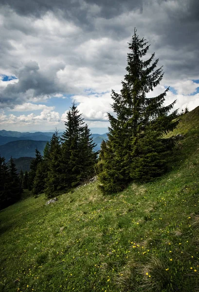 nature background a dramatic landscape with spruces on a meadow
