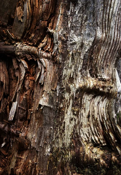 Abstract Background Texture Detail Rotten Wood — Stock Photo, Image