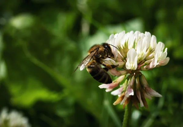 Natur Saisonalen Hintergrund Biene Auf Weißklee — Stockfoto