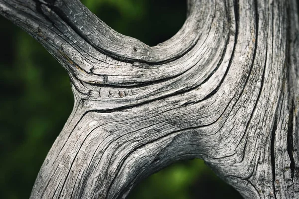 Abstrakt Bakgrund Detalj Torr Grå Gammal Gren — Stockfoto