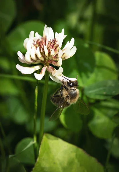 Natur Saisonalen Hintergrund Biene Auf Dem Weißen Klee Blume — Stockfoto