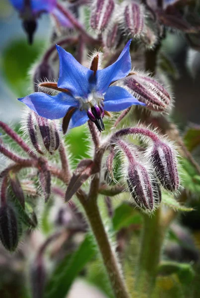 Kwiat Natura Sezonowy Tło Wszystko Borago Officinalis — Zdjęcie stockowe