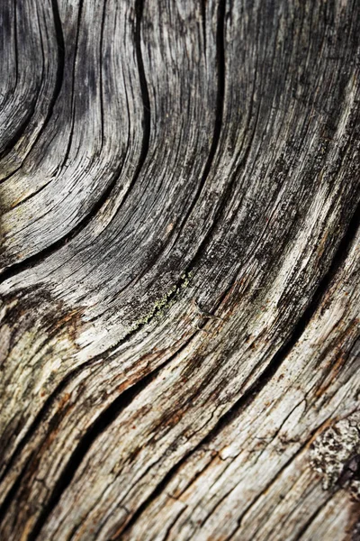 Tausta Tai Rakenne Abstrakti Aaltoileva Puu Yksityiskohta — kuvapankkivalokuva