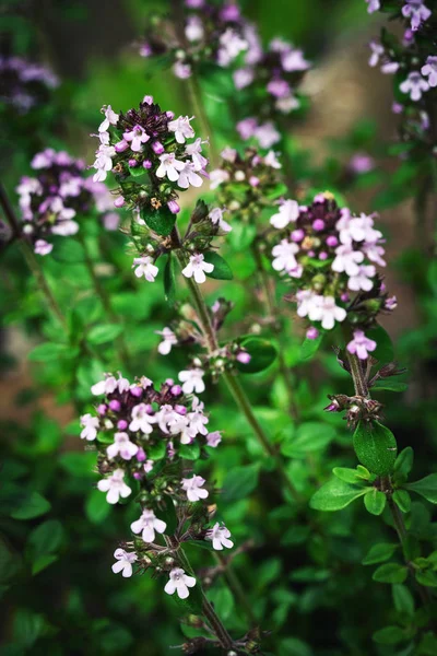 Nature Seasonal Purple Flowers Thyme — Stock Photo, Image