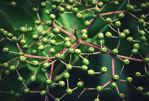 Doğa Mevsimlik Arka Plan Yeşil Meyveler Siyah Temel — Stok fotoğraf
