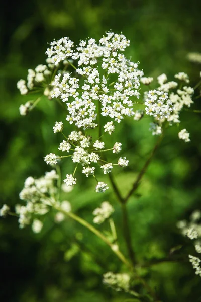 Natur Saisonaler Hintergrund Kleine Weiße Blumen Auf Grünem Hintergrund — Stockfoto