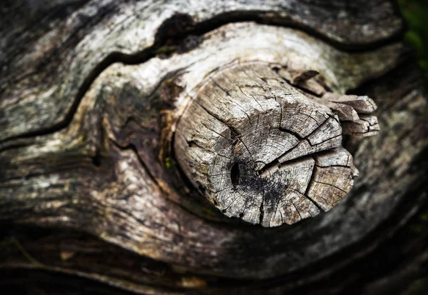 Dettaglio Retrò Natura Dettaglio Sfocato Del Vecchio Ramo — Foto Stock