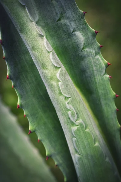 Natura Dettaglio Sfondo Foglie Agave Scure — Foto Stock