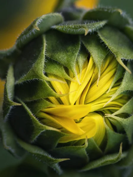 Natura Sfondo Stagionale Apertura Girasole Germoglio — Foto Stock