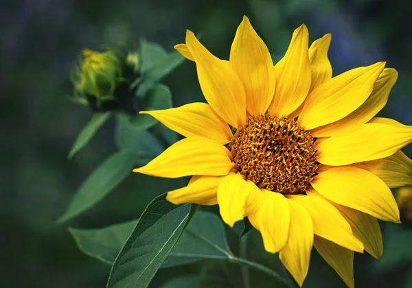 Saisonale Eindruck Hintergrund Natürliche Sonnenblumen Stillleben — Stockfoto