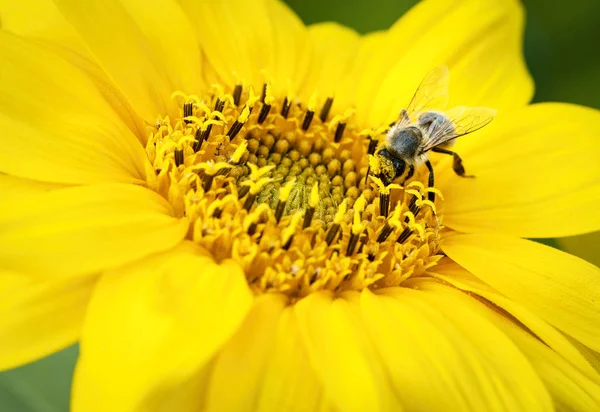 Natur Hintergrund Biene Auf Kleinen Gelben Blumen Blüht Sonnenblumen — Stockfoto