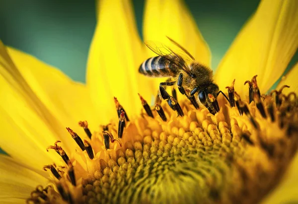Natuur Seizoensgebonden Achtergrond Honingbij Feeds Een Zonnebloem — Stockfoto