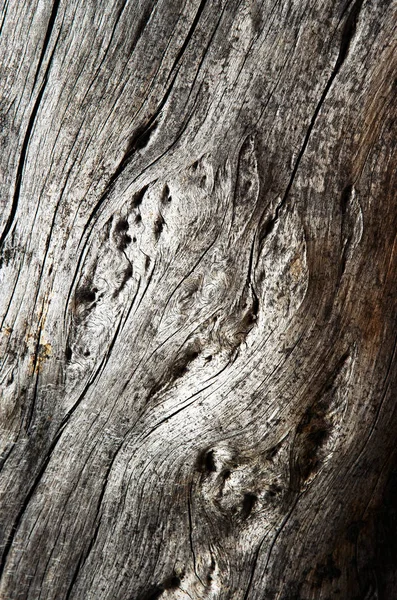 Fundo Abstrato Textura Madeira Cinza Tronco Árvore Velha — Fotografia de Stock