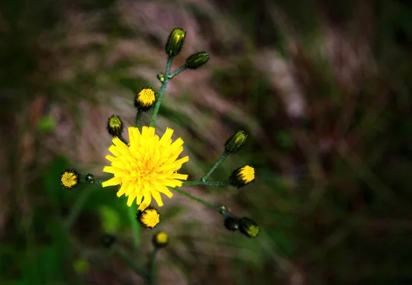 Natureza Fundo Amarelo Flor Com Sino Fundo Escuro — Fotografia de Stock