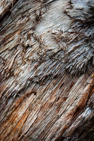Bakgrund Eller Textur Detalj Sönderrivna Trädstam — Stockfoto