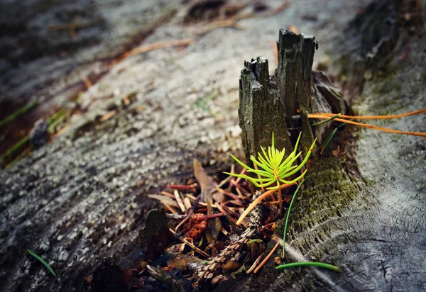 Nature Background Small Spruce Growing Old Tree Stump — Stock Photo, Image