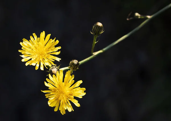 Fundo Natureza Escura Duas Flores Amarelas Dente Leão Selvagem — Fotografia de Stock