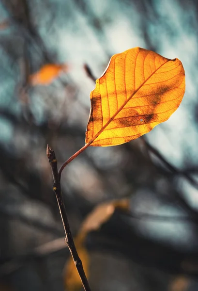 Vallen Natuur Achtergrond Geelverkleuring Van Het Laatste Blad Een Takje — Stockfoto