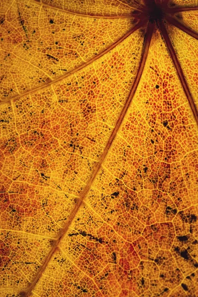 Сезонный Фон Текстура Абстрактные Детали Цвета Осеннего Листа — стоковое фото