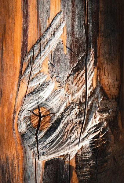 Background Texture Detail Tree Trunk Bark — Stock Photo, Image