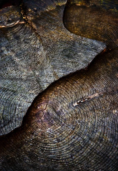 Background Texture Dark Sawn Old Stump — Stock Photo, Image