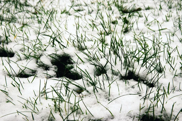 Příroda Sezónní Pozadí Zelené Trávy Pokryté Sněhem — Stock fotografie